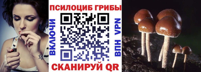 дарнет шоп  Череповец  Галлюциногенные грибы Psilocybe 